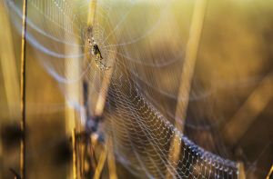 orb weaver Robert Potts:Getty Images