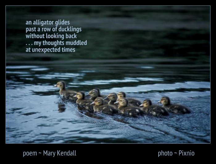 an alligator glides by