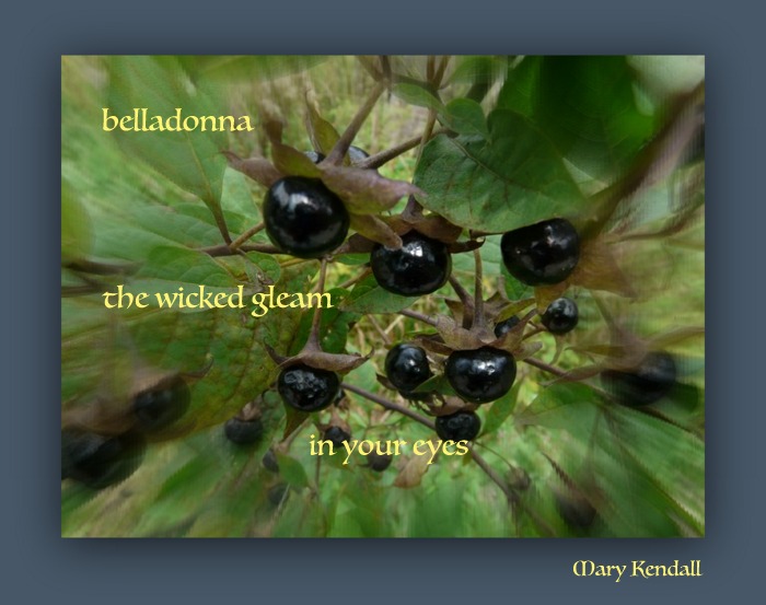 belladonna