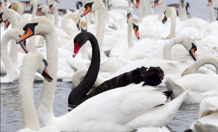 Screen Shot 2018-10-15 at 4.48.54 PM