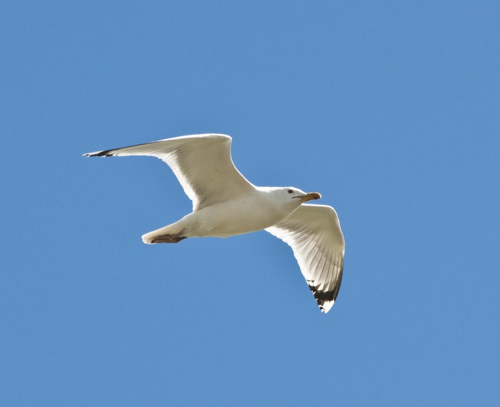 sea-nature-bird-wing-white-seabird-1183211-pxhere.com_