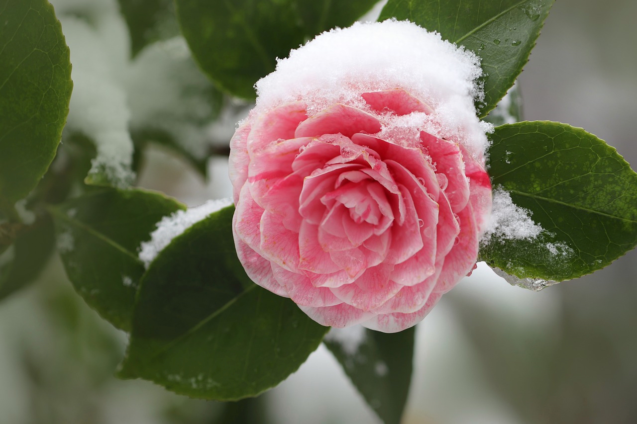 snow-camellia